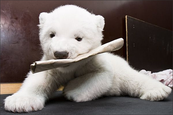 Baby polar bear Flocke playing with her paper towel core.